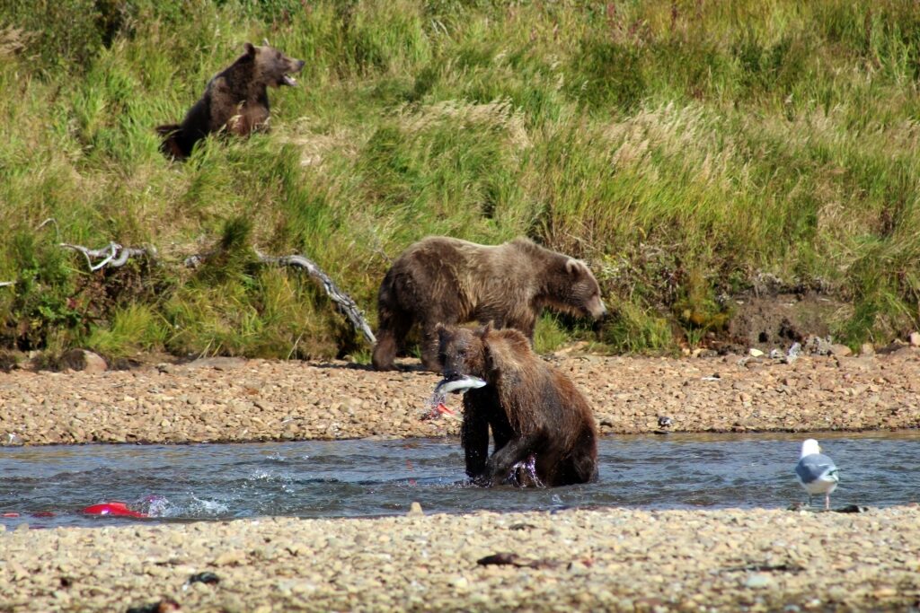 Bears fishing in Lake Clark National Park