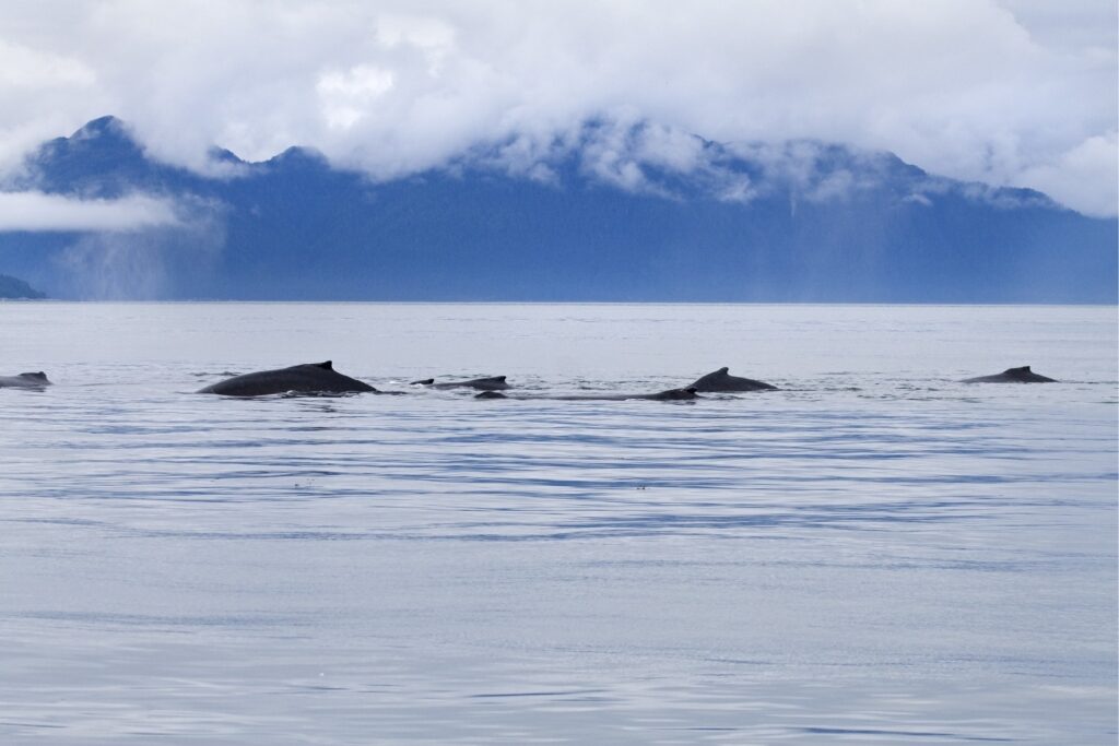 Humpback whales spotted in Point Adolphus