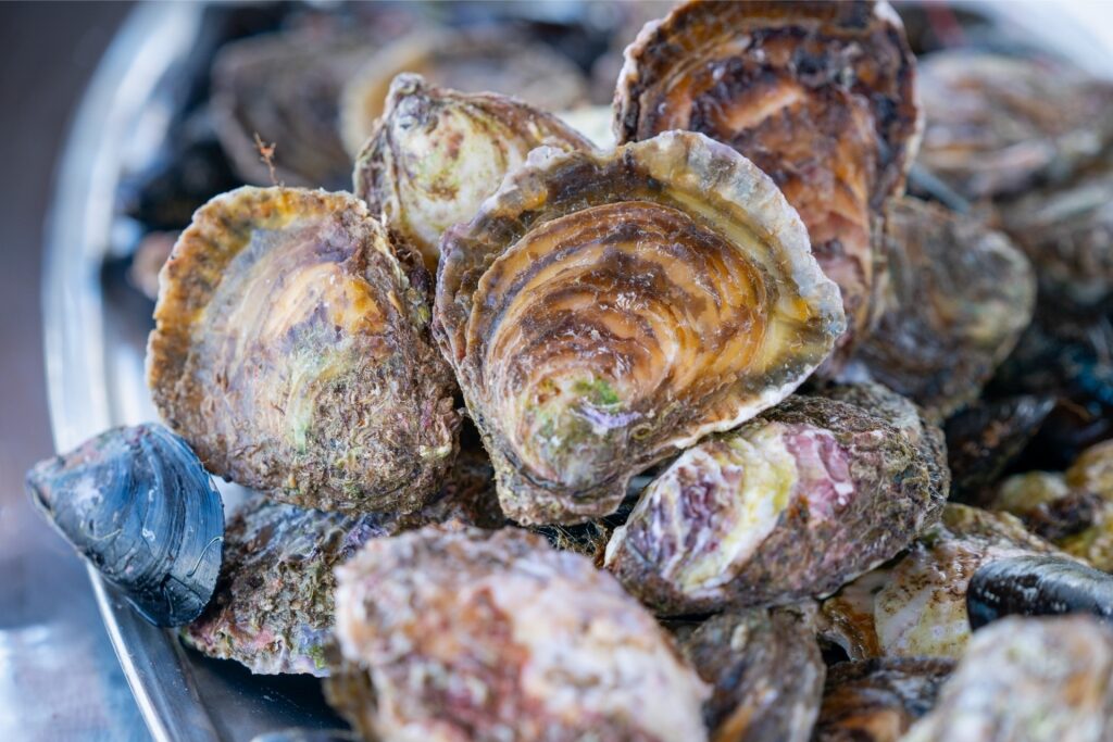 Oysters at a market in Croatia