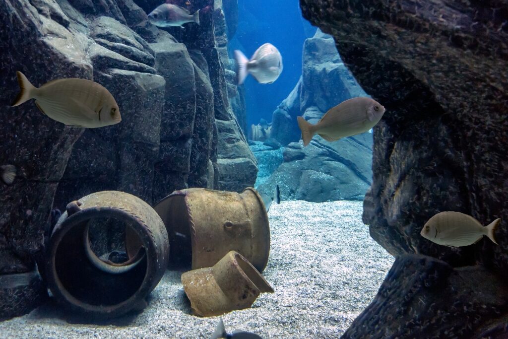 View inside the Cretaquarium