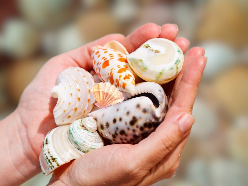 Person holding different types of seashells