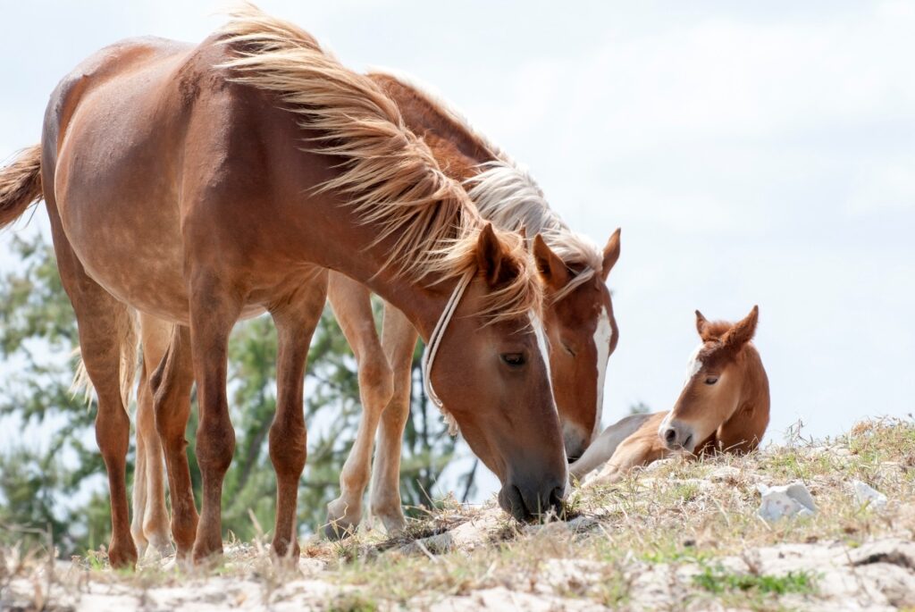 Horses spotted in Turks and Caicos