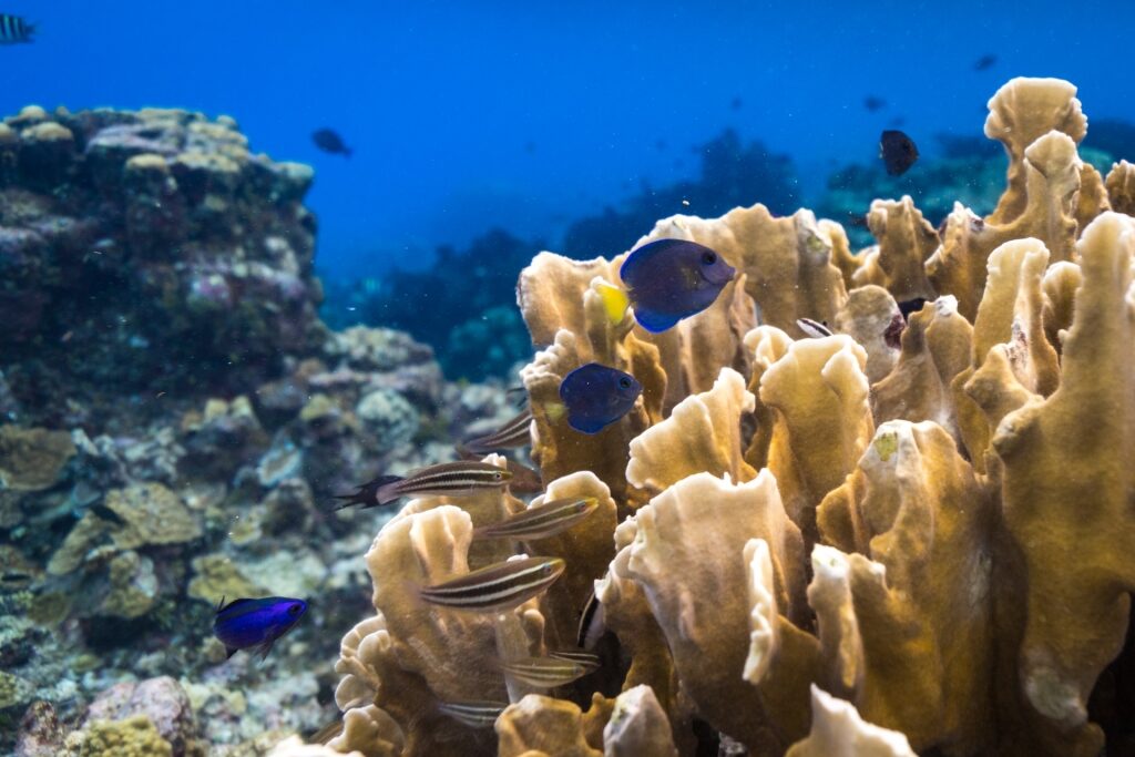 Dive The Wall, one of the best things to do in Turks and Caicos