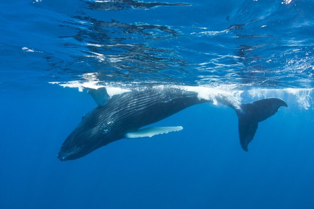 Whale watching, one of the best things to do in Turks and Caicos