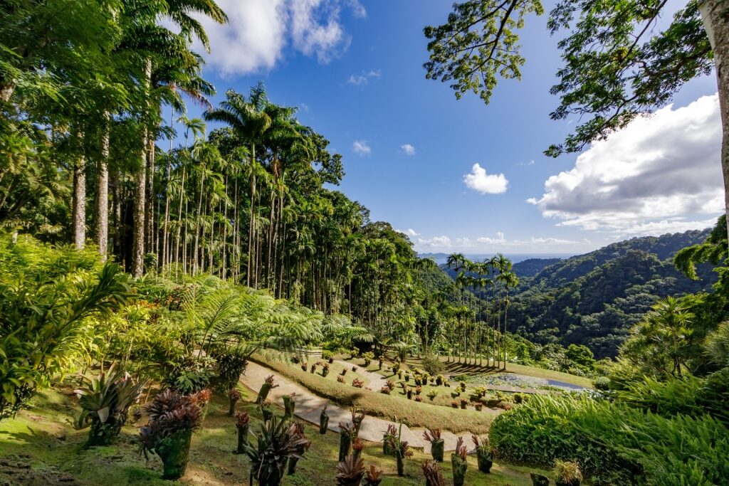 Lush landscape of Balata Botanical Garden, Martinique