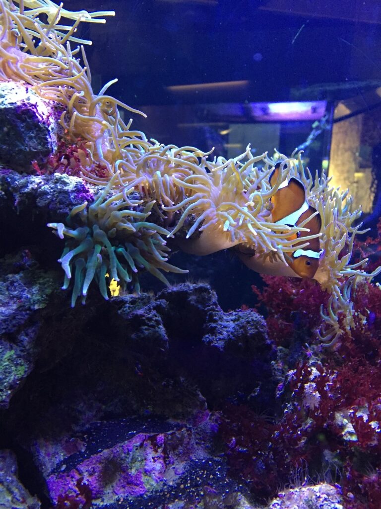 Aquarium inside CosmoCaixa Science Museum