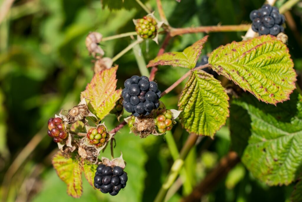 Wild berries in Estonia