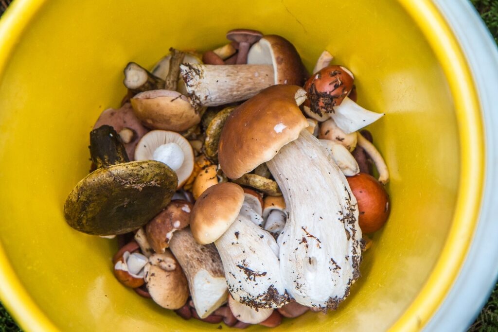 Foraged Wild mushrooms in Estonia