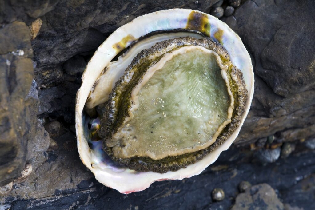 Fresh pāua on a beach in New Zealand