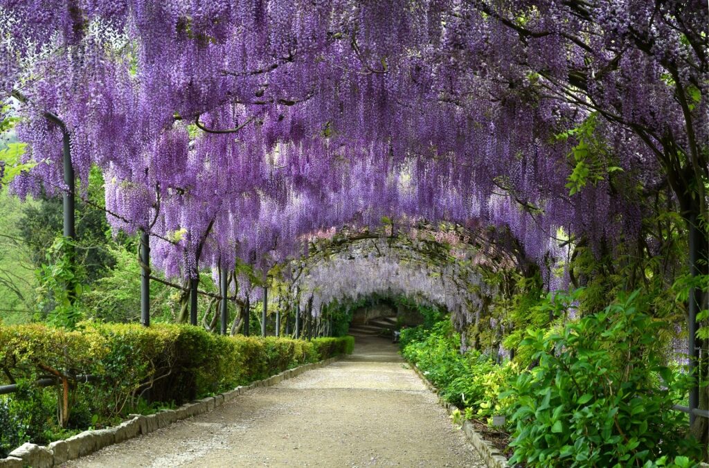 Beautiful wisteria in Bardini Gardens