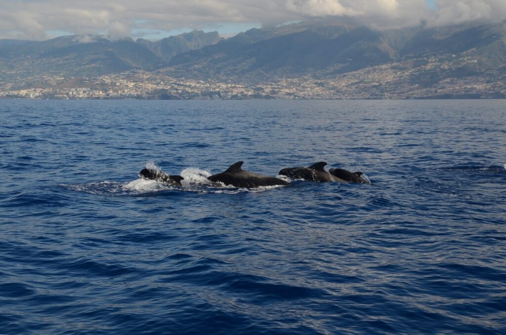 Whale watching, one of the best things to do in Funchal