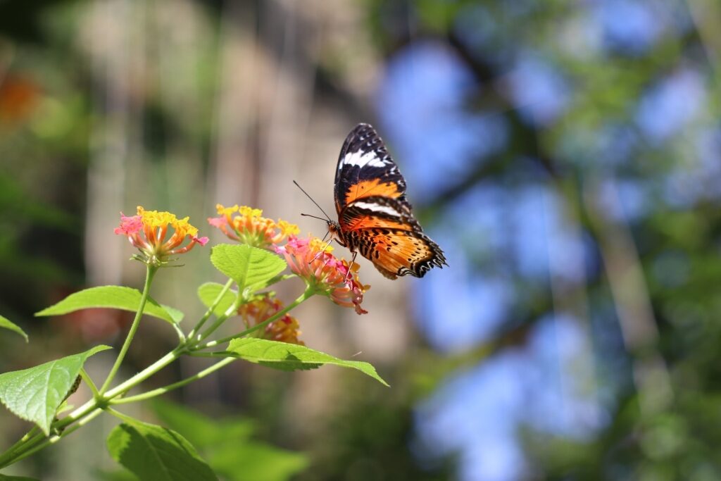 Butterfly spotted at the Penang Butterfly Farm