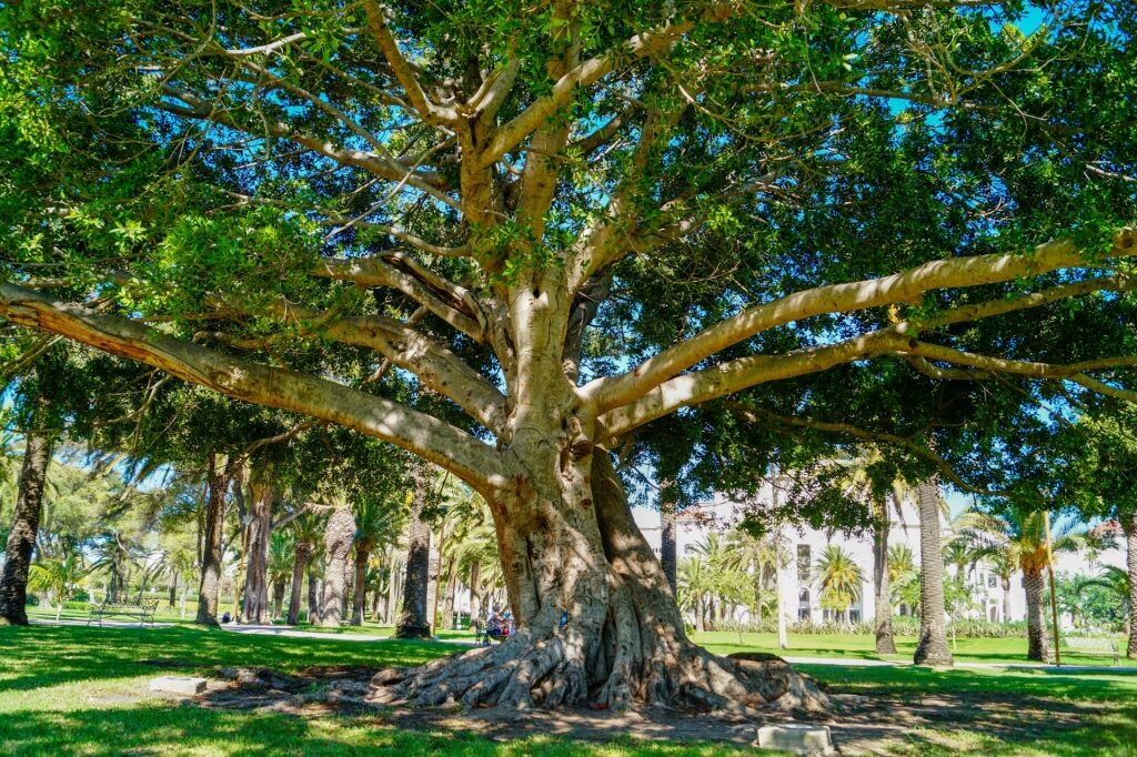 Lush landscape of Villa Harris Park