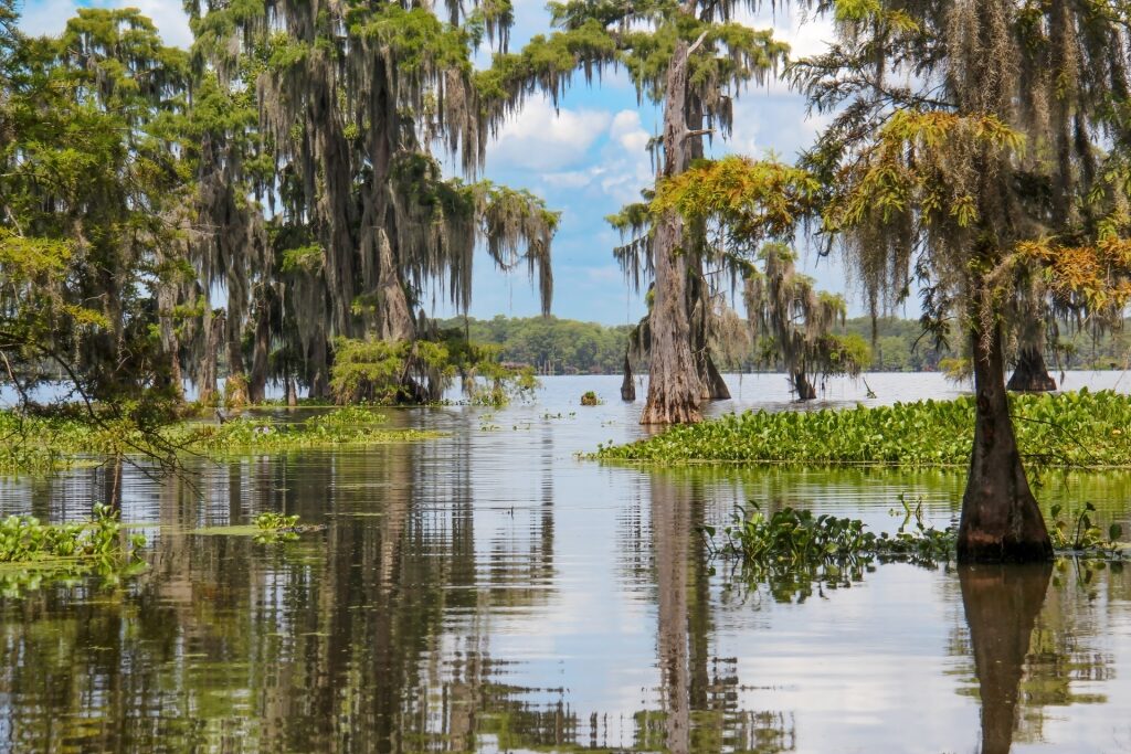 What is New Orleans known for - Swamp tours