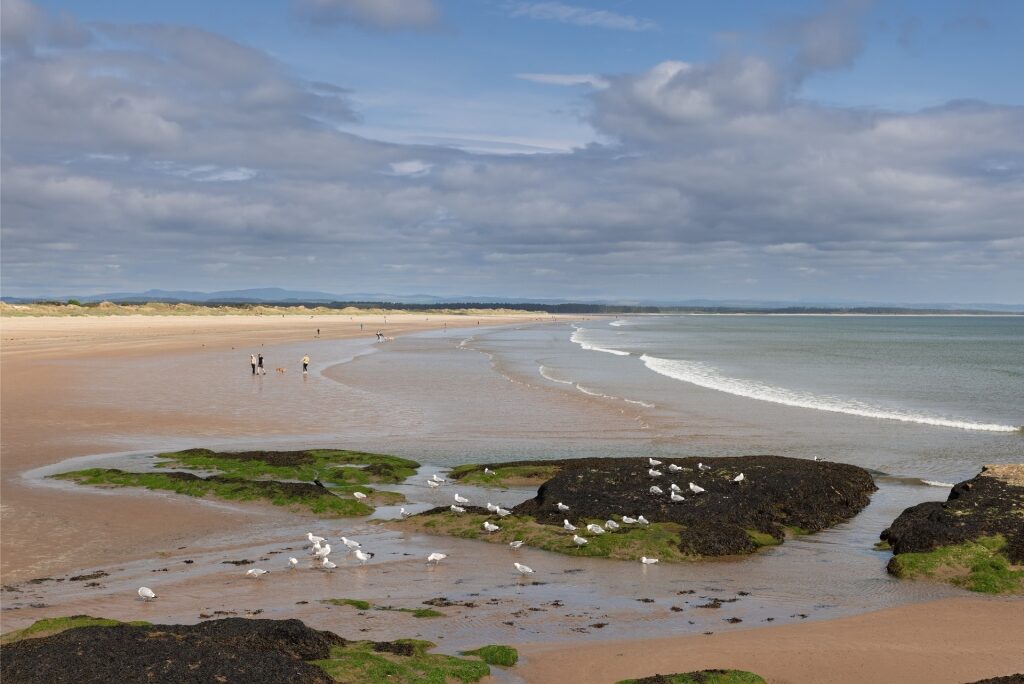 Aerial view of sandy West Sands Beach, St. Andrews