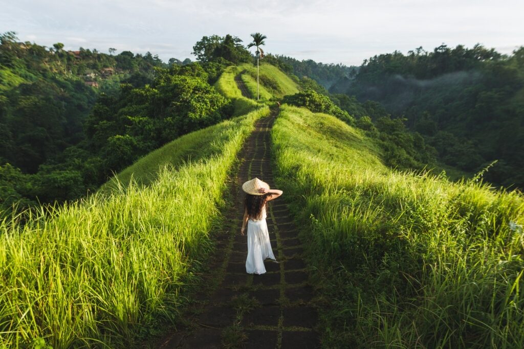 Rice terraces in Ubud in Bali, Indonesia