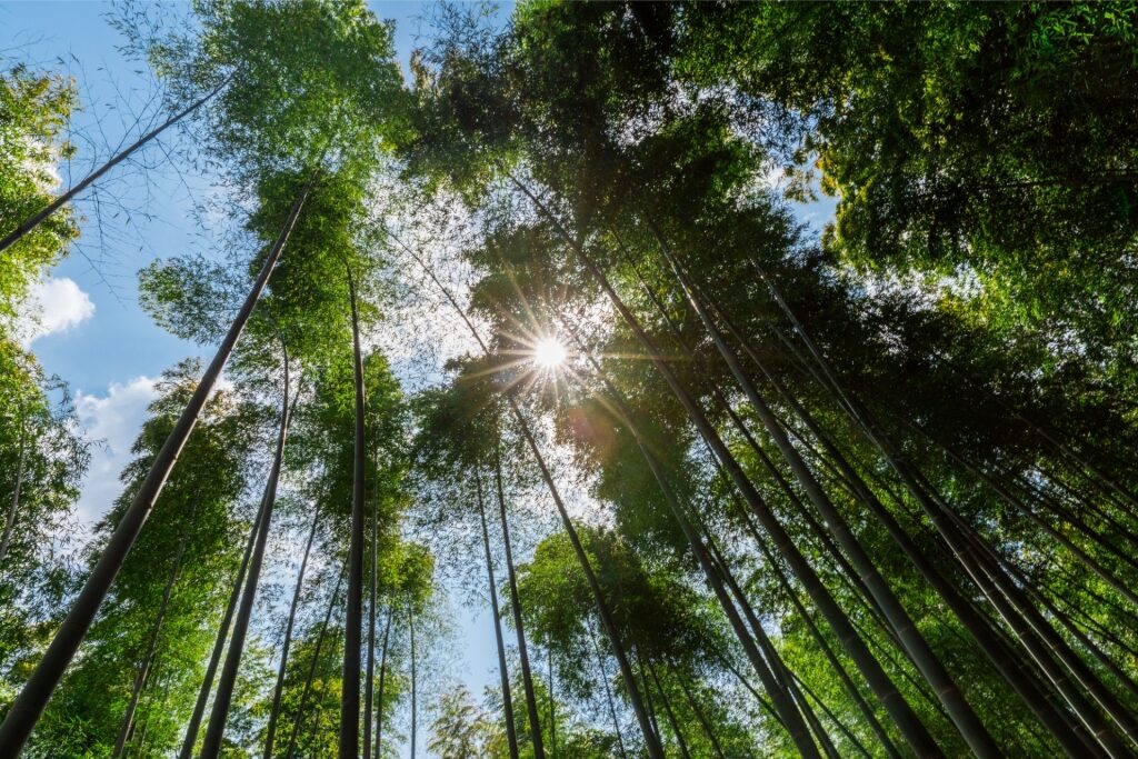 Arashiyama, Kyoto, one of the best places to visit in Japan for first timers