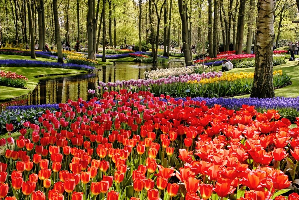 Beautiful flowers in Keukenhof Gardens, Netherlands