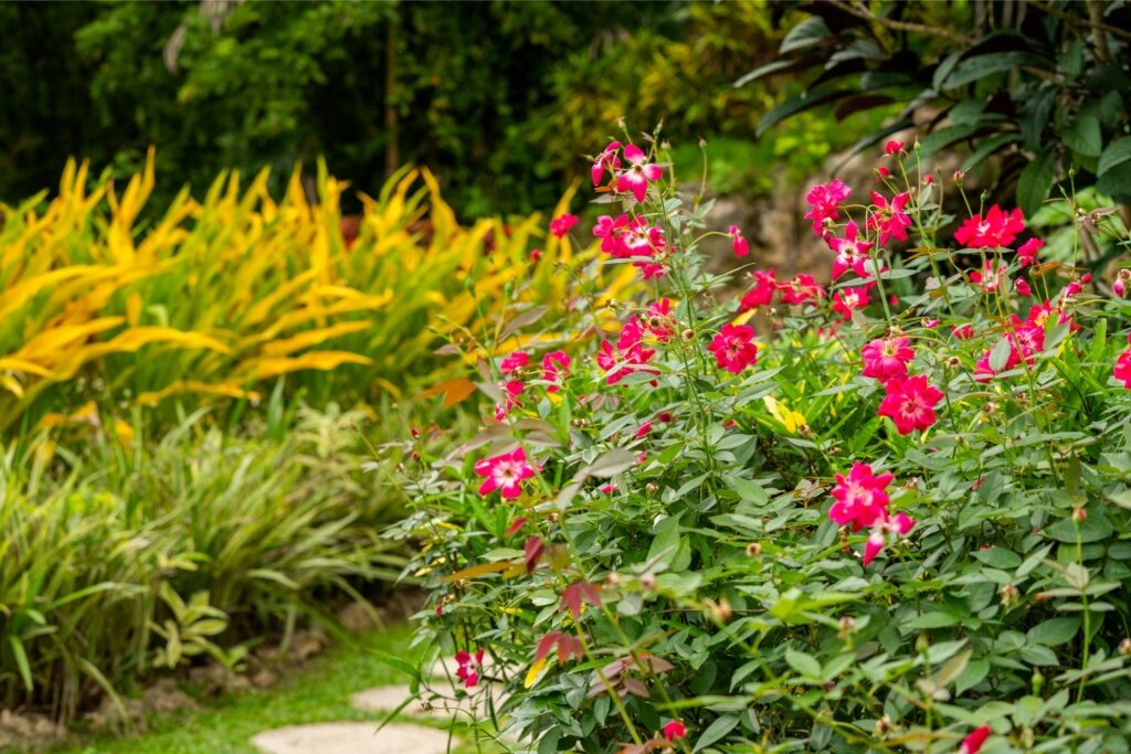 Flowers in bloom in Barbados