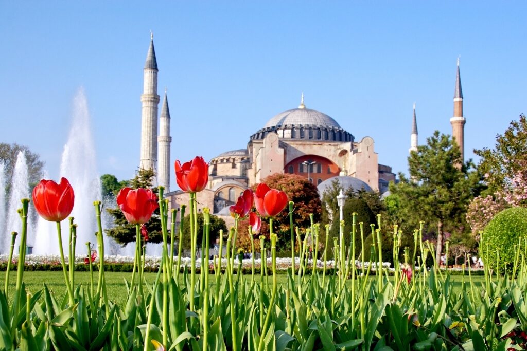 Flowers blooming during spring in Istanbul, Turkey