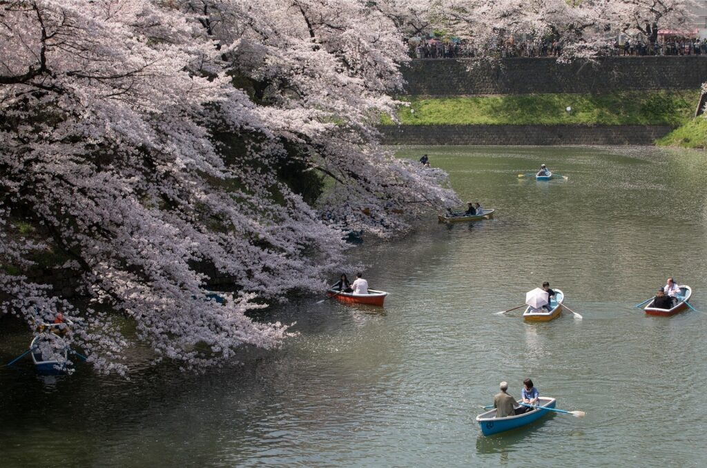 Cherry blossoms in Tokyo, Japan