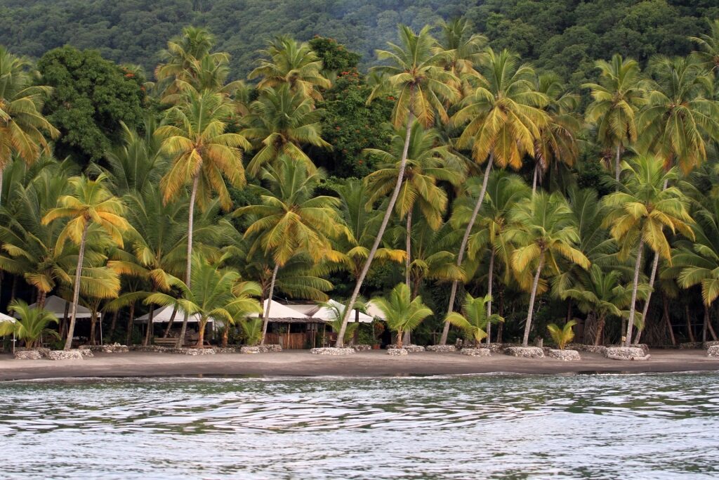 Lush waterfront of Anse Mamin