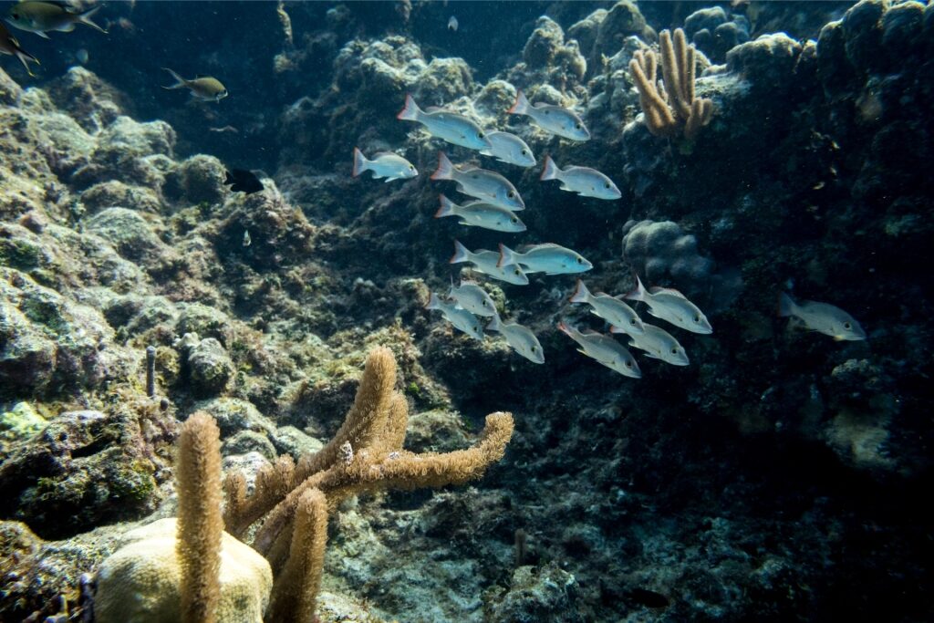 Beautiful marine life in St Lucia's Coral Gardens