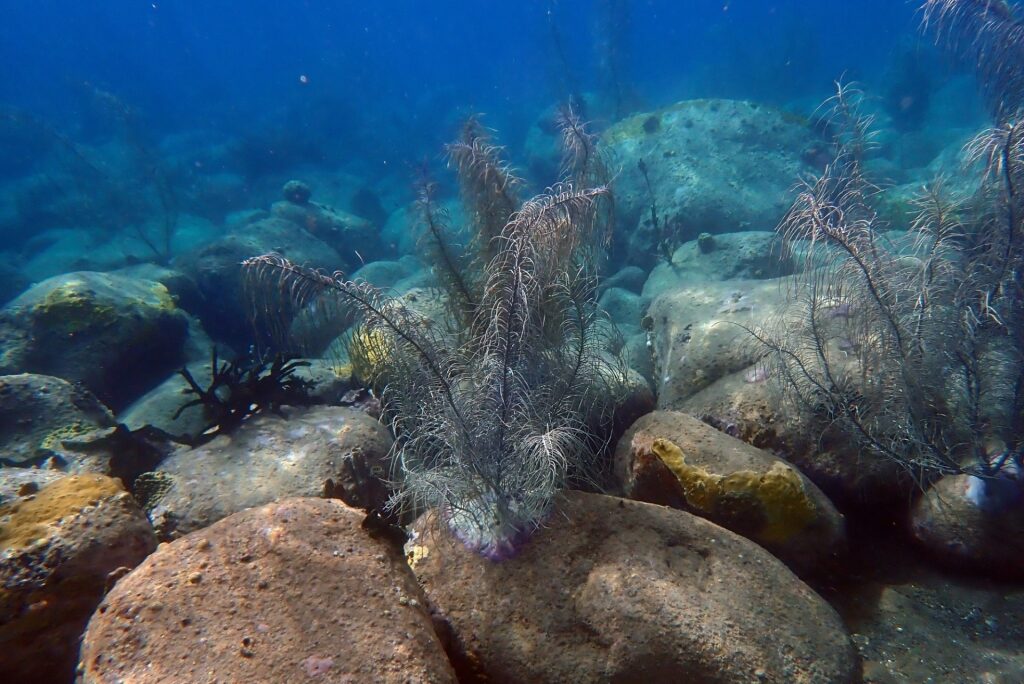 Marine life in Malgretoute Beach