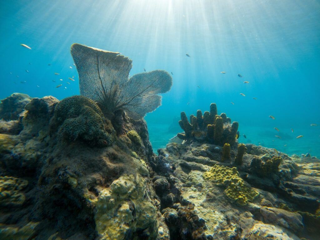 Beautiful coral reef along Piton Wall