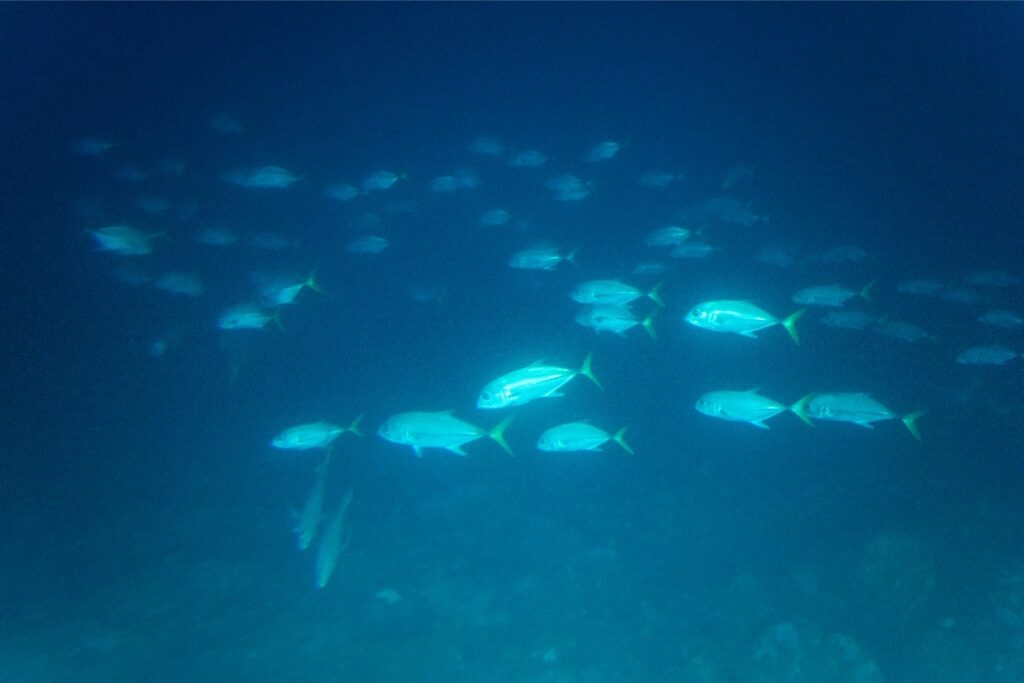 View from Atlantis Submarine