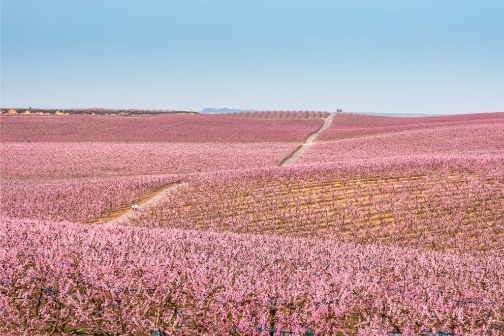 Pretty pink blossoms in Aitona