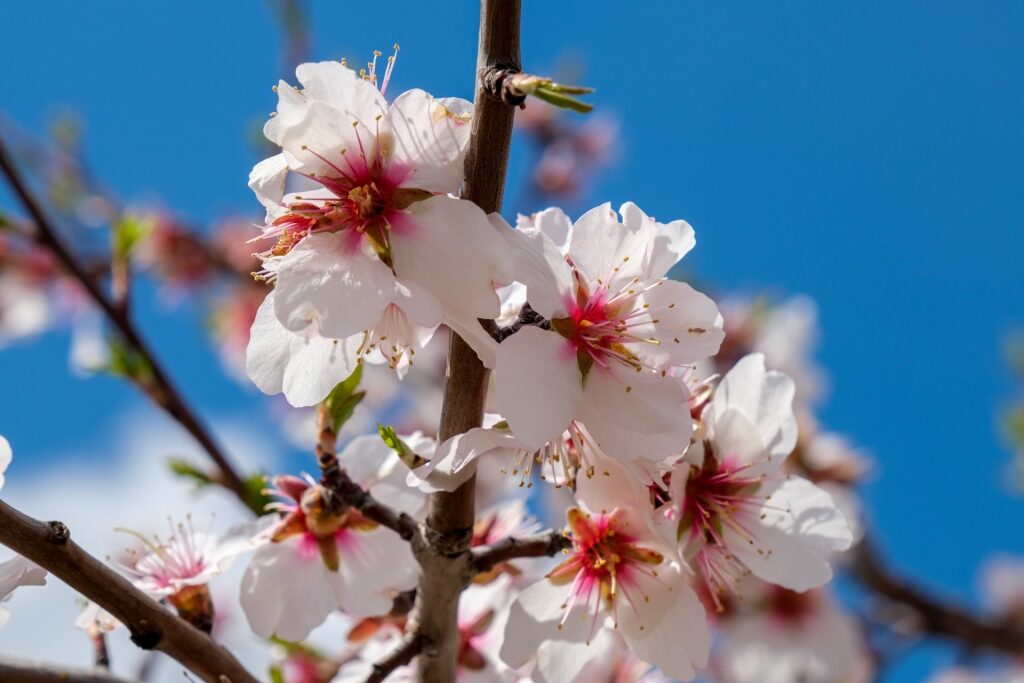 Almond blossom in Spain