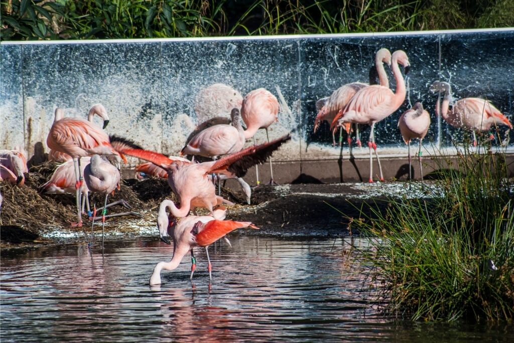 Flamingos at the ARTIS Royal Zoo