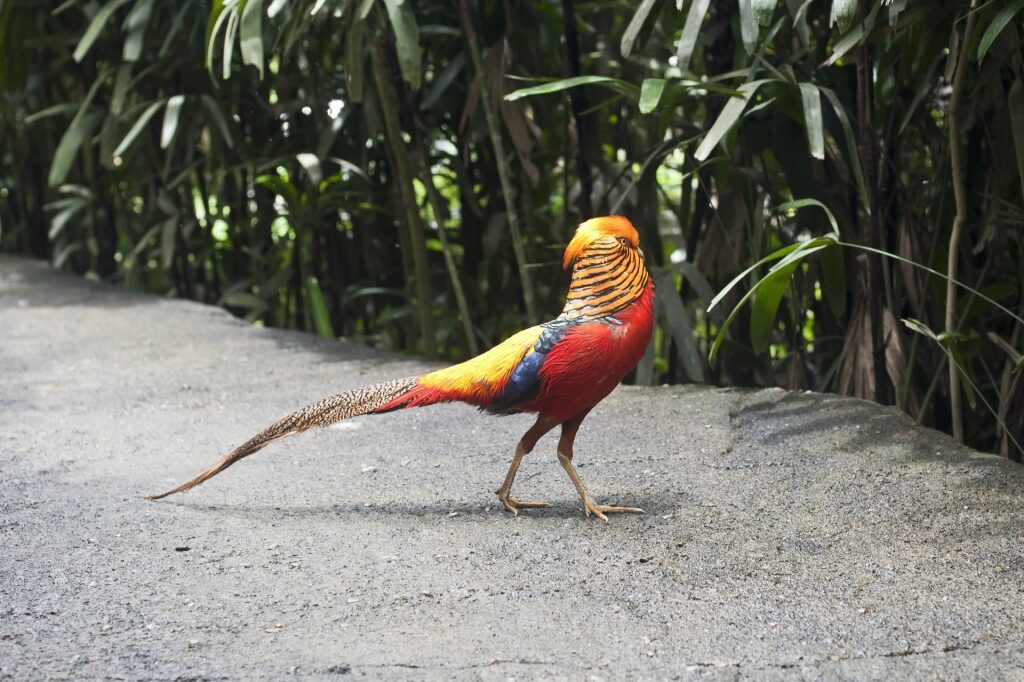 Golden pheasant spotted in Bali