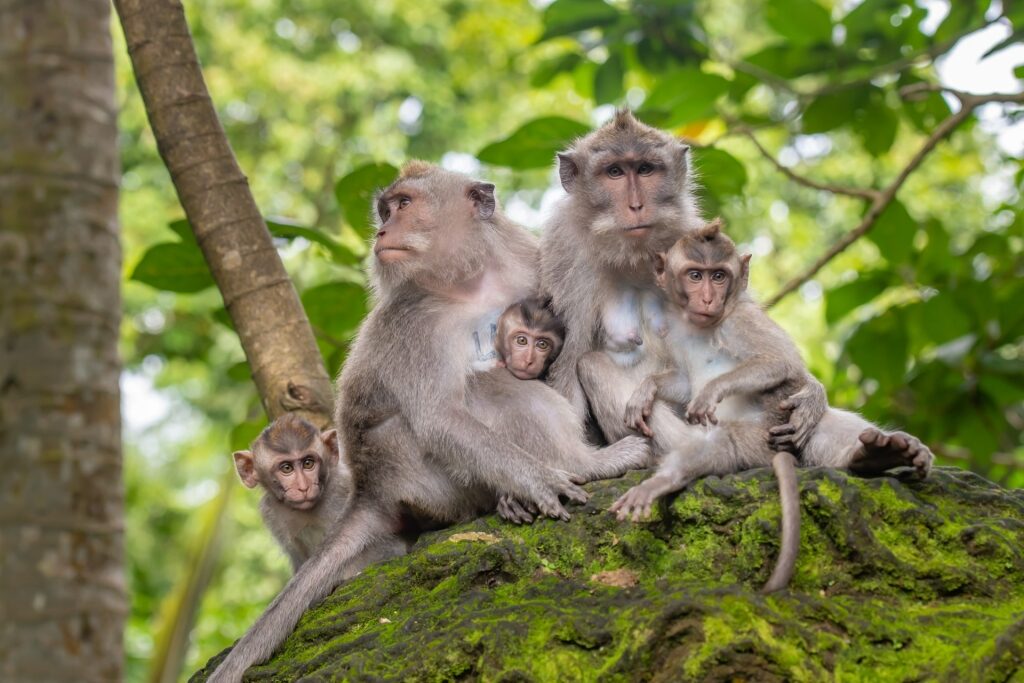 Macaques at the Sacred Monkey Forest Sanctuary 