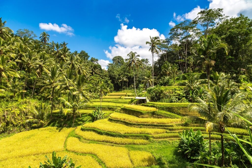 Lush landscape of Tegallalang Rice Terraces