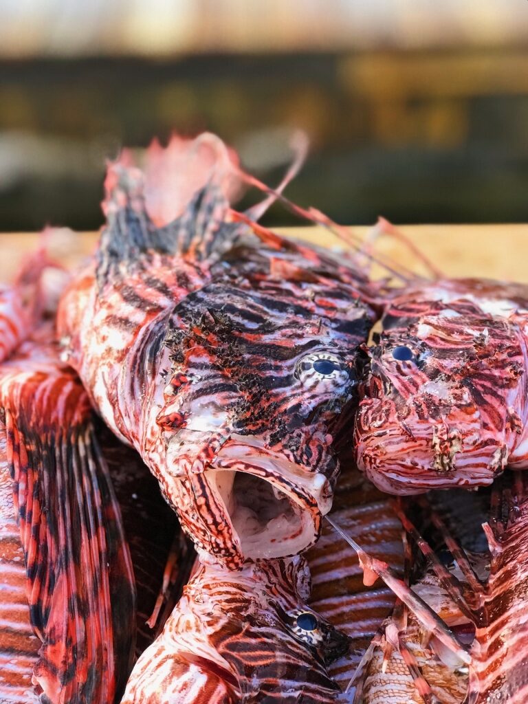 Freshly caught lionfish in the Caribbean