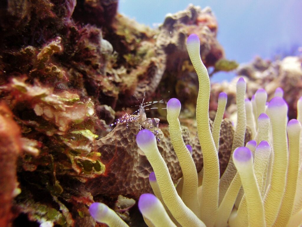 Corals and other marine life in in Cozumel, Mexico