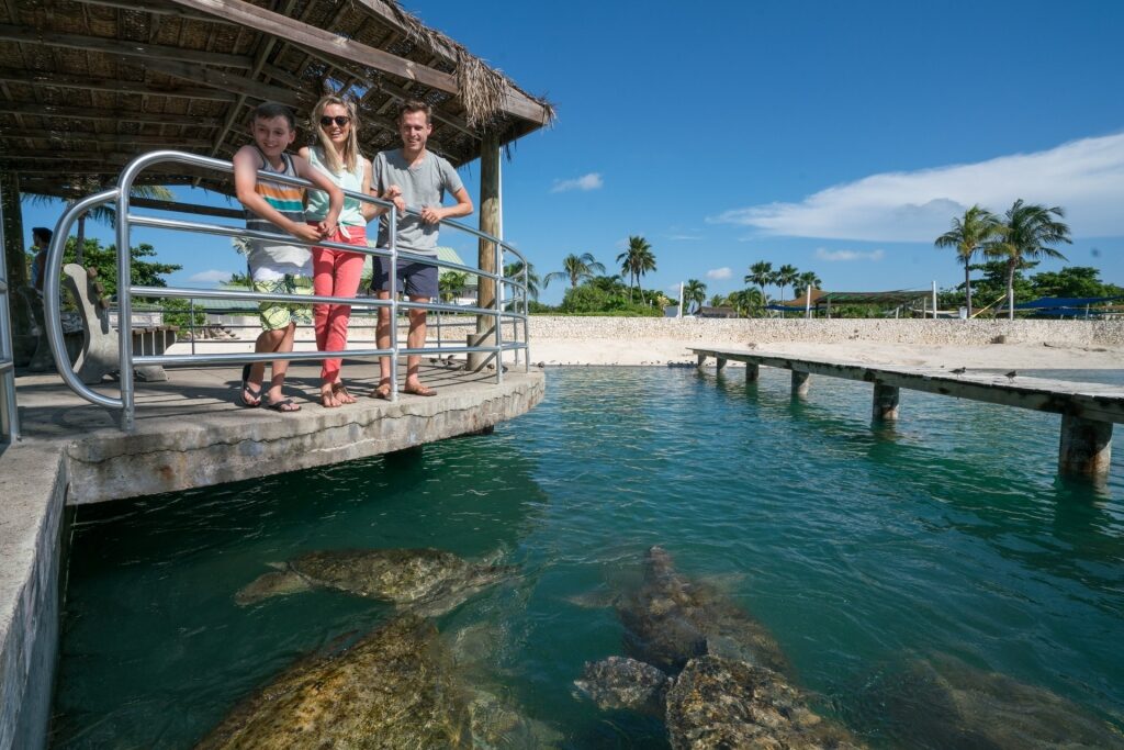 Family looking at turtles at the Cayman Turtle Centre, Grand Cayman