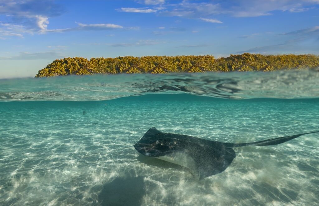 Stingray spotted in Honeymoon Harbor Beach, Bimini