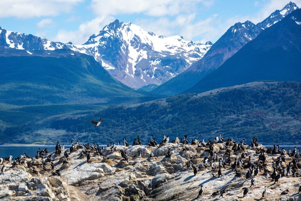 Penguins along the Beagle Channel