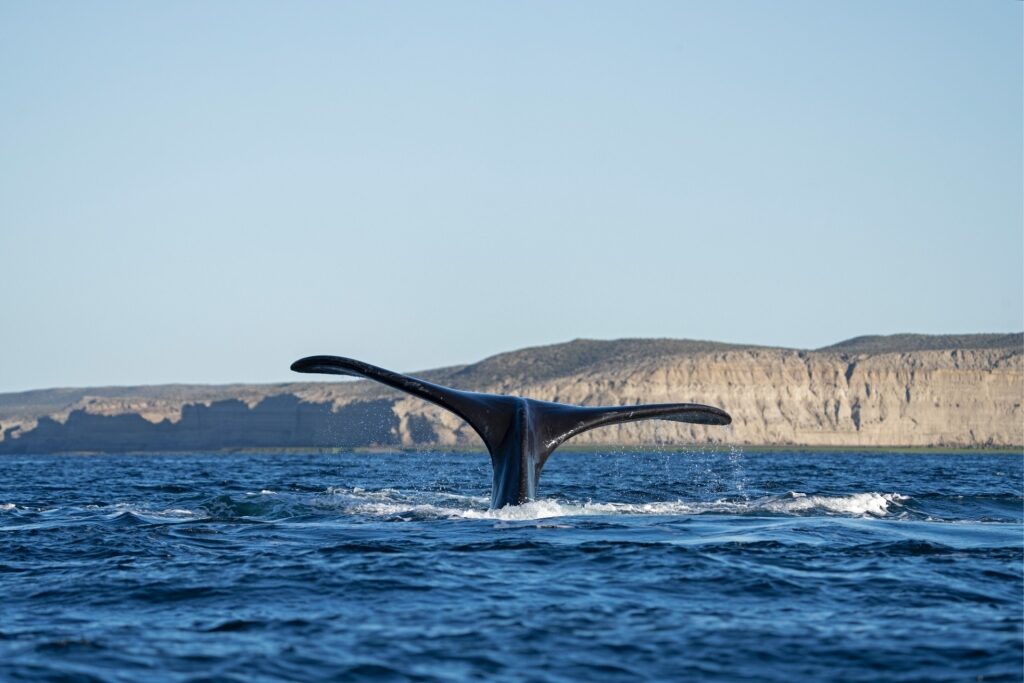 Southern right whale spotted in Peninsula Valdes