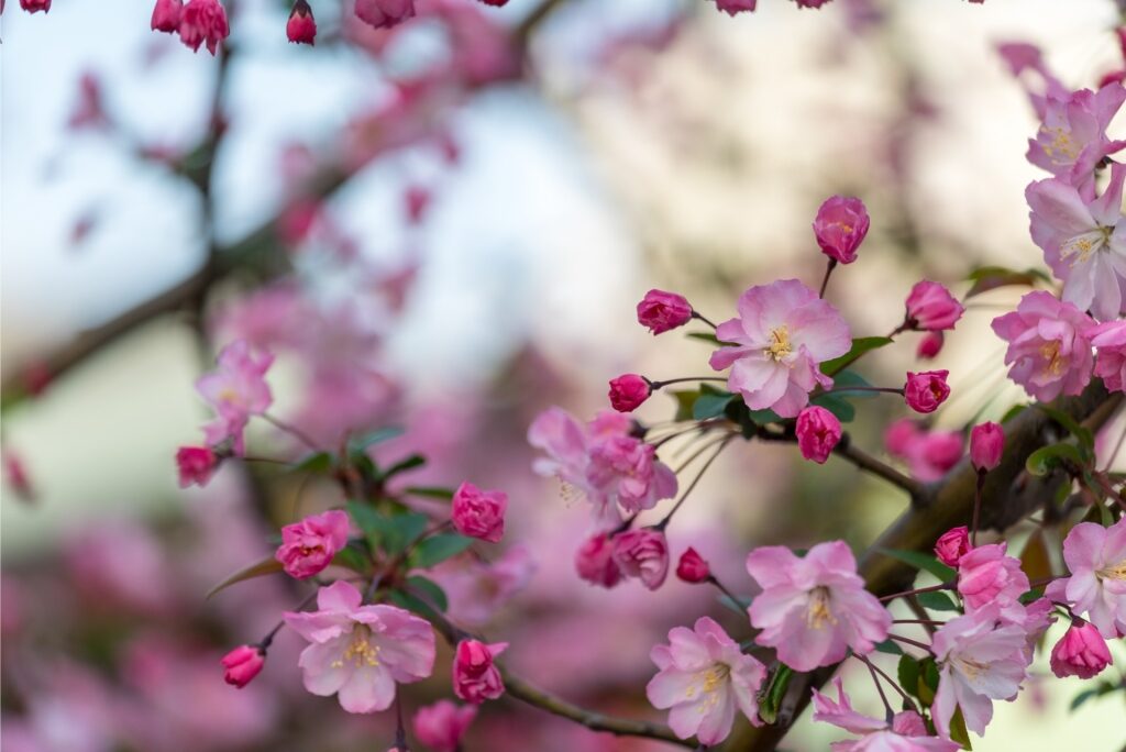 What is Tokyo known for - cherry blossom