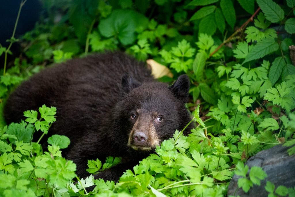 Bear spotted in Alaska