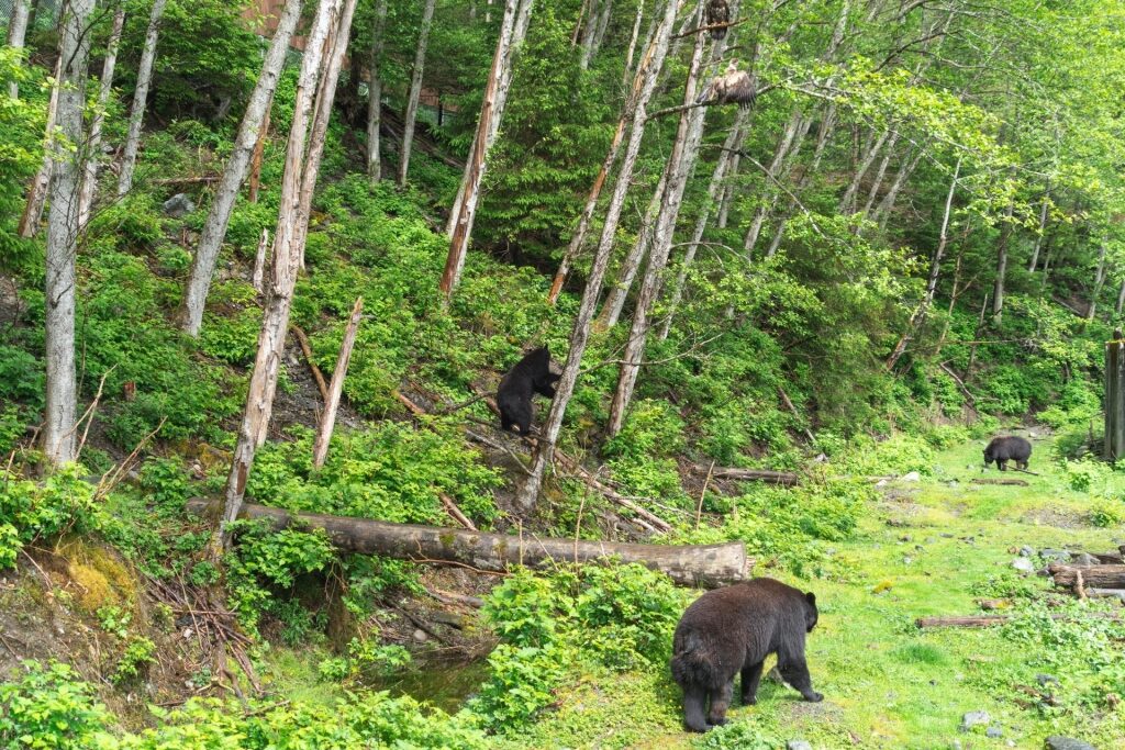 Bears spotted in Fortress of the Bear, Sitka