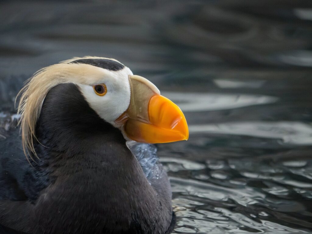 Puffin spotted in Alaska