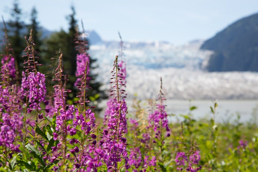 Flowers near Mendenhall Glacier