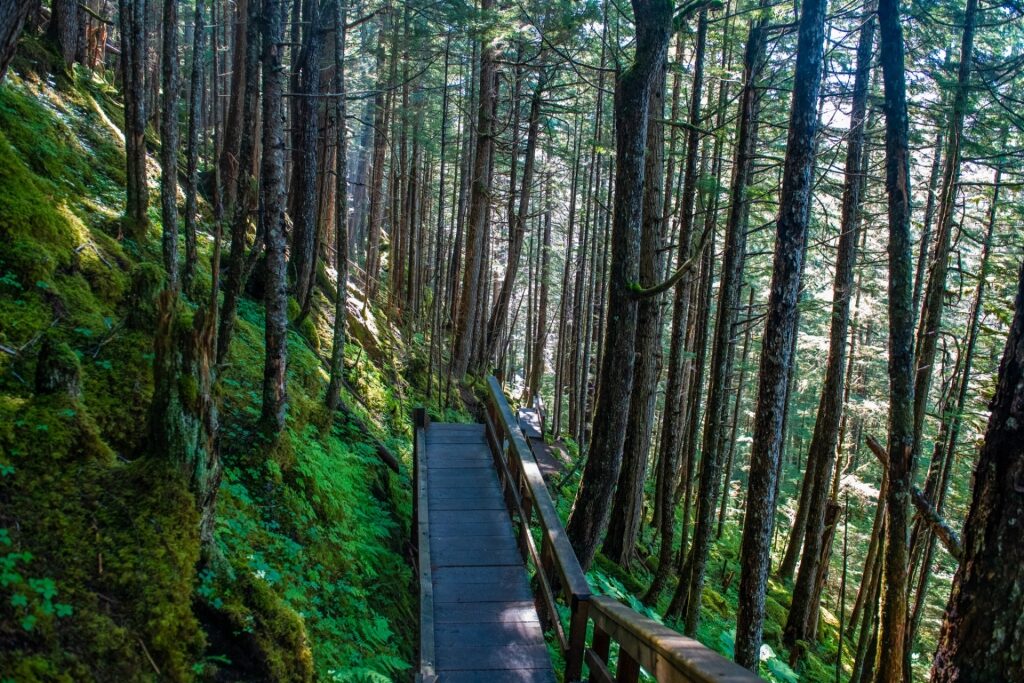 Alaska in May - Tongass National Forest