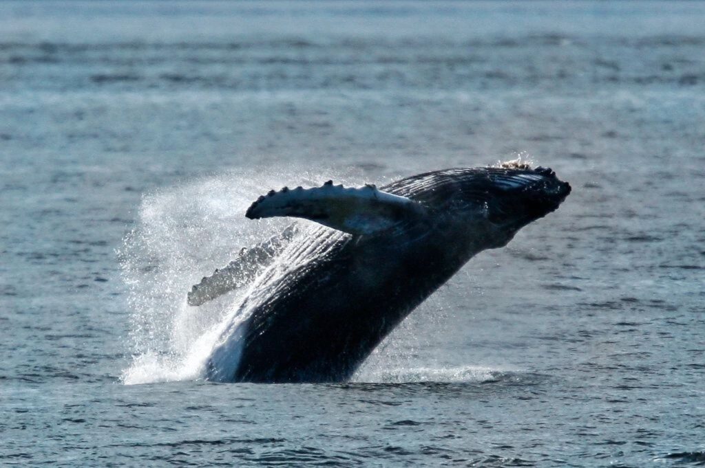 Humpback whale spotted in Alaska