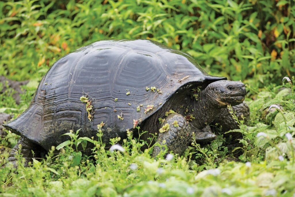 View of the Galapagos tortoise